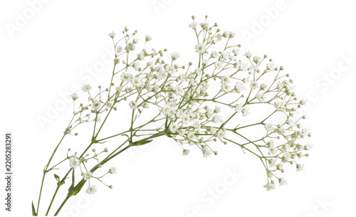 Delicate sprig of white babys breath flowers isolated on transparent background
