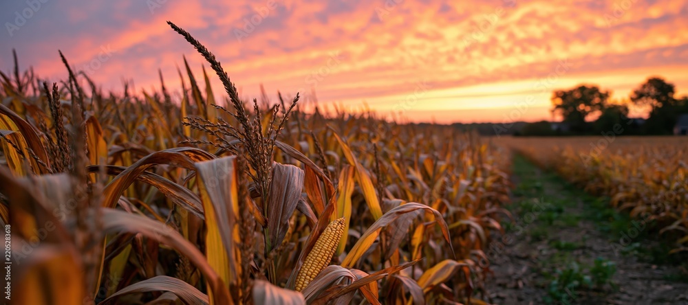 Naklejka premium Mature cornfield at dawn with golden sky and field path in autumn