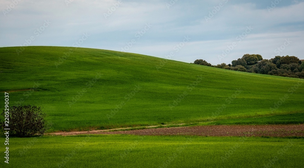 Obraz premium Rolling green fields and trees under a cloudy sky