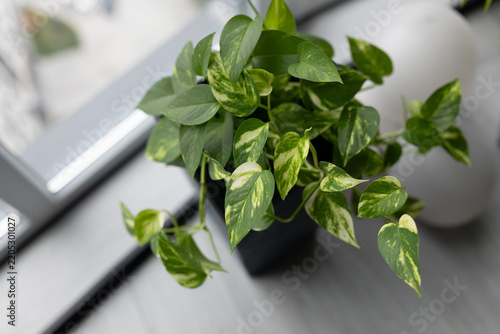 Indoor plants collection, epipremnum, basil and tropical foliage in pots