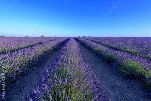 Obraz na plátně Vast blooming lavender field rows stretching to horizon under clear blue sky, ru