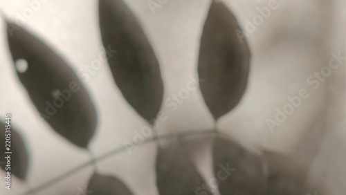 Abstract leaf shadow overlay on a neutral wall surface with soft natural light and copy space
