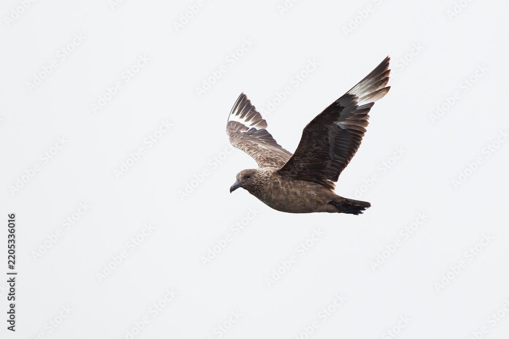 Fototapeta premium adult great skua (stercorarius skua) in flight and activly moulting, found offshore at the German Beight / North Sea