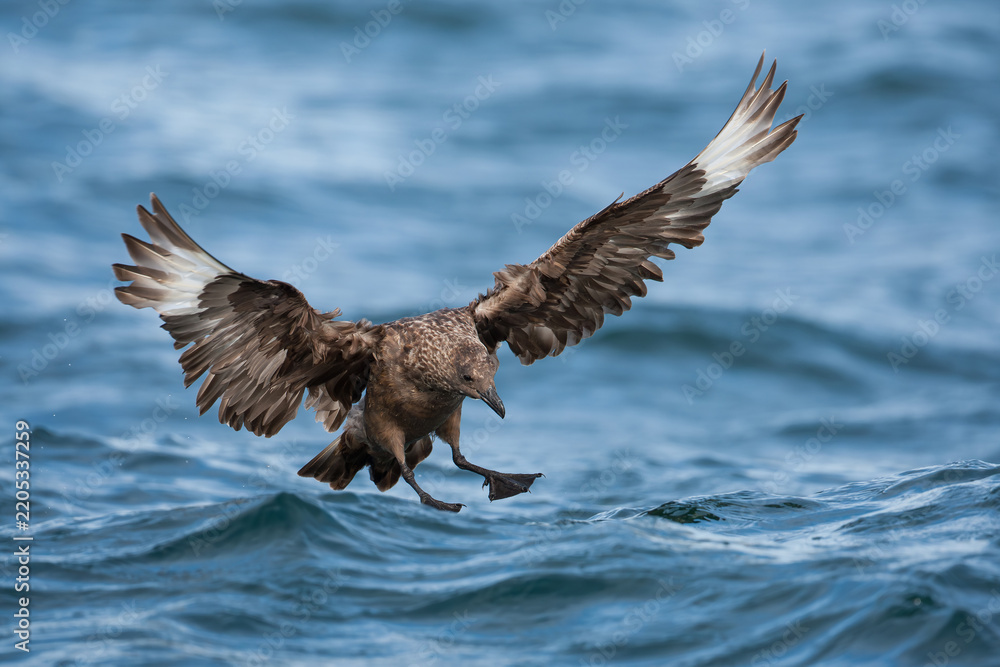 Obraz premium landing adult great skua (stercorarius skua) activly moulting, found offshore at the German Beight / North Sea