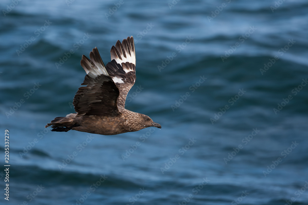 Fototapeta premium adult great skua (stercorarius skua) in flight and activly moulting, found offshore at the German Beight / North Sea