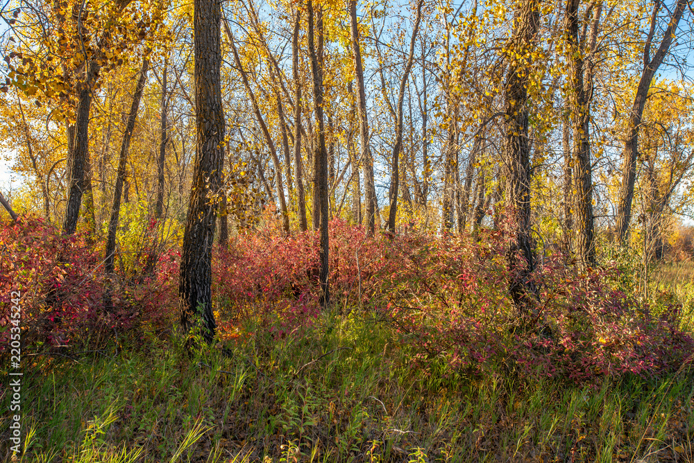 Fototapeta premium Autumn morning at Cranberry Flats Conservation Area