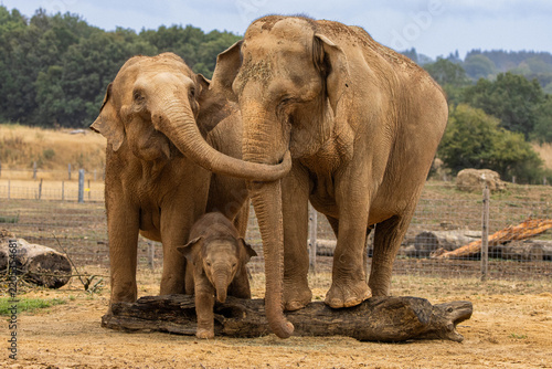 Asian elephants with young calf at Whipsnade Zoo