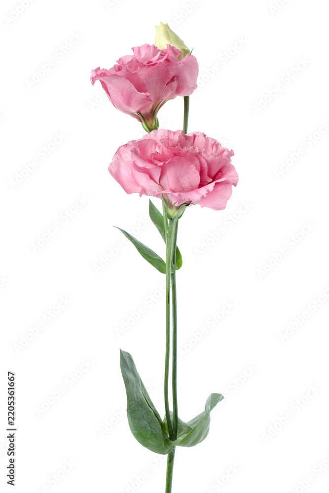 Obraz premium Beautiful pink eustoma flowers isolated on white