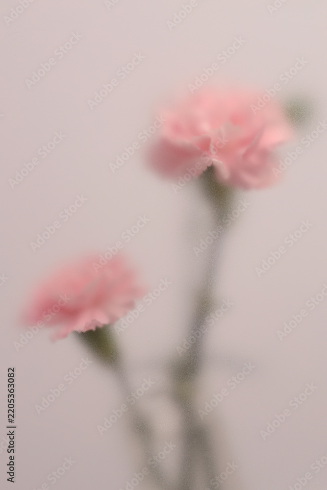 Obraz premium Smoke selected soft focus cream beige pink Carnation Flower bouquet through translucent matte frosted glass. Abstract natural blurred grain light fog background.