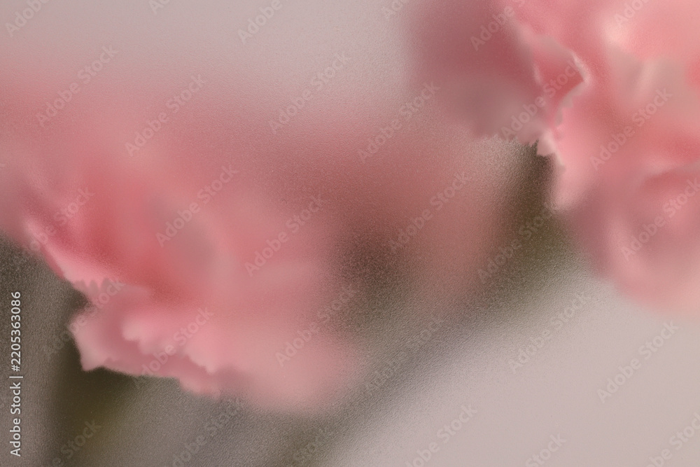 Obraz premium Smoke selected soft focus cream beige pink Carnation Flower bouquet through translucent matte frosted glass. Abstract natural blurred grain light fog background.