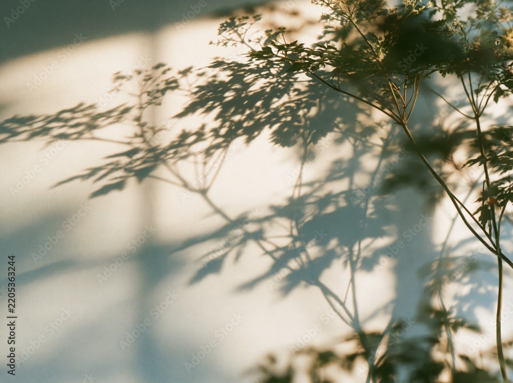 Obraz premium Shadow of tree branches on a white wall