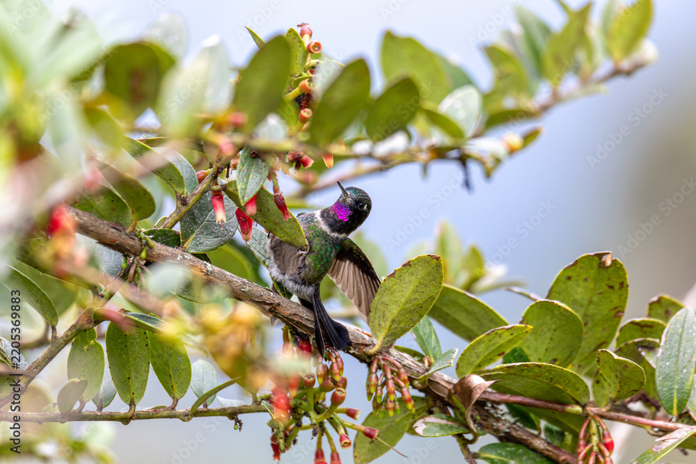 Obraz premium Bird Heliangelus exortis, Colombia, Cundinamarca, Guatavita, Colombia