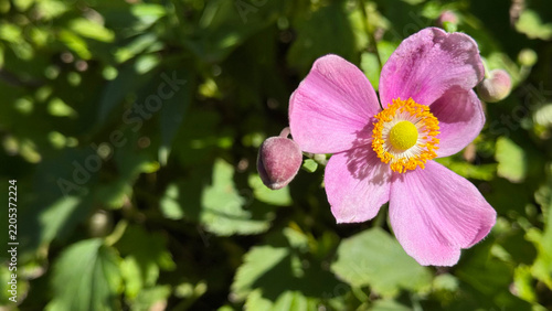 Close-up of a blooming pink Japanese anemone flower with yellow center and copy space