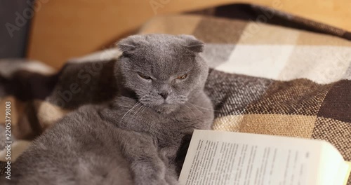 Gray British Shorthair cat resting near an open book, relaxed indoor scene.
