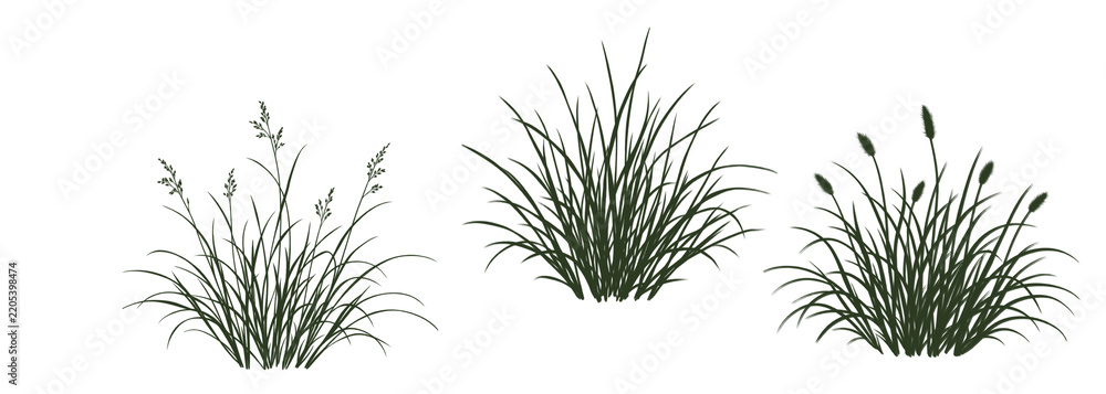 Fototapeta premium Conjunto de tres siluetas de plantas de hierba ornamental con planta de arroz, fondo transparente