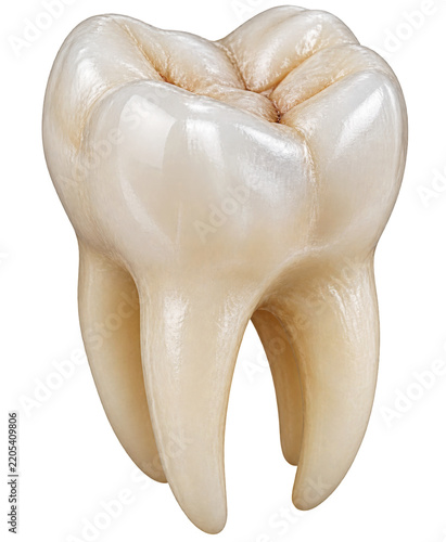 Realistic Model of a Human Tooth Displayed on a Plain Background