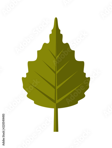 Birch tree leaf isolated on white background. Green birch leaf vector illustration.