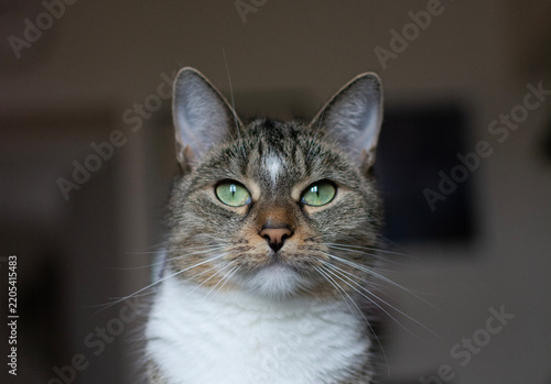 Portrait of a Gray Tabby Cat with Green Eyes