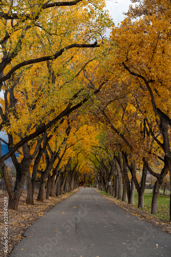 Golden Trees