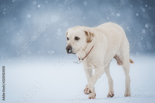 White Labrador Retriever Walking in Snowfall