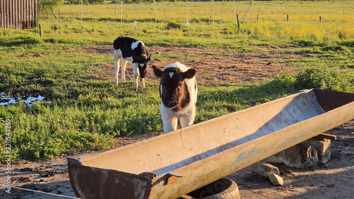 Cattle Grazing in a Sunlit Pasture with Rural Countryside Horizon.
