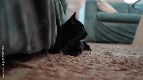 Black kitten looking to the left in a living room