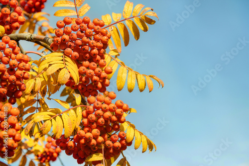 Heavy clusters of glossy orange rowan berries hang among bright yellow leaves against a clear blue sky