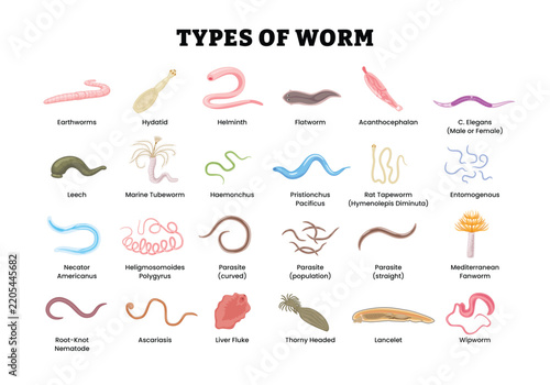 Types of Worms labeled diagram, educational zoology poster, parasitic worm diversity, helminth morphology, nematode, flatworm, tapeworm, fluke, leech, earthworm, acanthocephalan, annelid