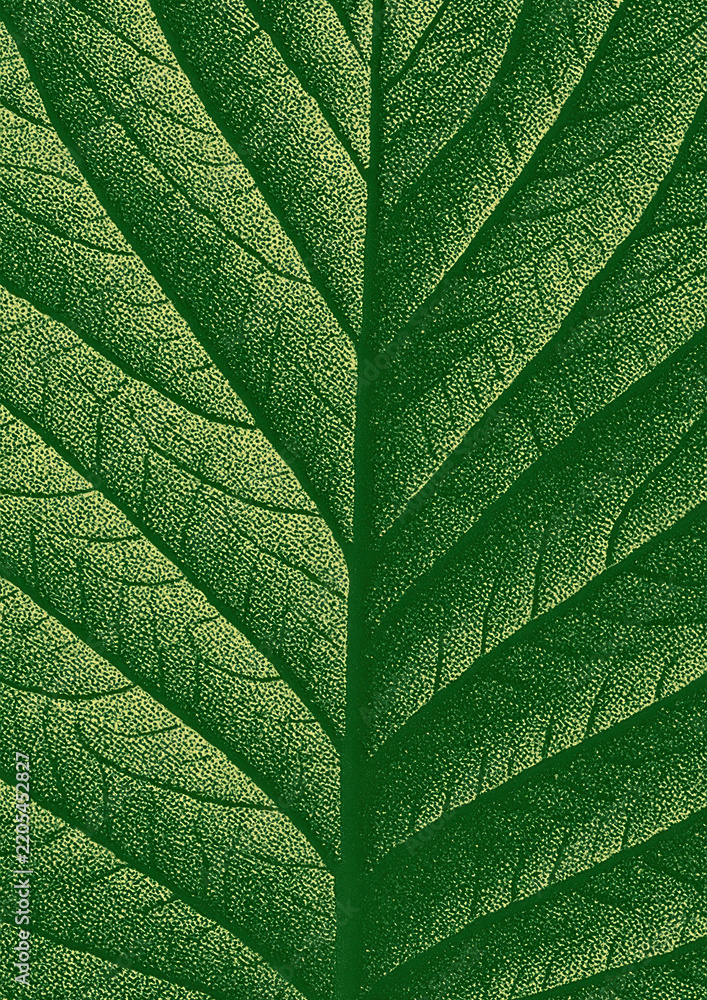 Obraz premium Detailed green leaf texture illustration.