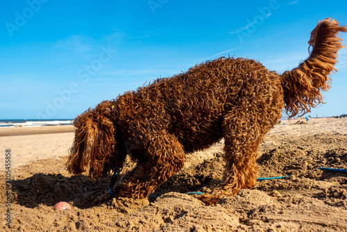 A brown labradoodle dog on a sandy UK beach at Mablethorpe, Lincolnshire in the summer with blue sky behind