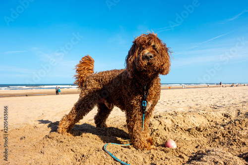 A brown labradoodle dog on a sandy UK beach at Mablethorpe, Lincolnshire in the summer with blue sky behind