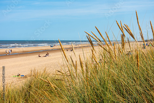 Marram grass growing on sand dunes at the top of Mablethorpe beach in Lincolnshire, UK