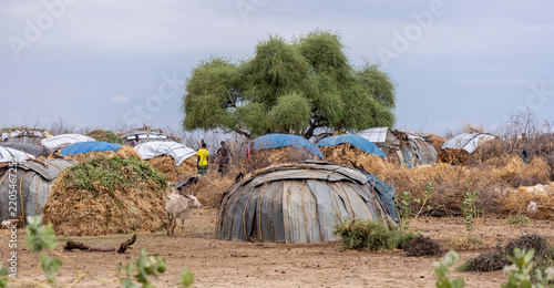 Konstfotografi A starving cow stands by a makeshift hut in a Dassanech village in the Lower Omo Valley of Ethiopia
