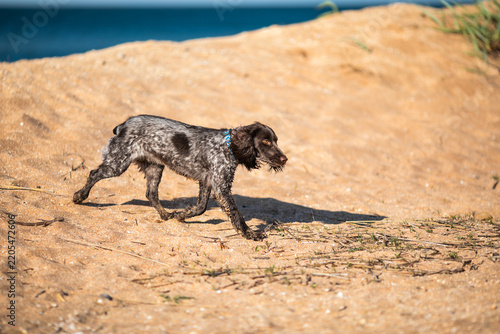 Russian cocker spaniel running across a sunny sandy beach with long shadow.
