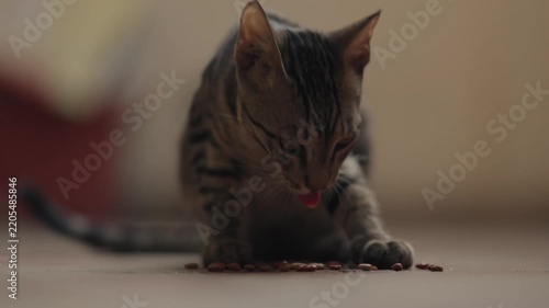 cat on a black background, close up of a cat eating food