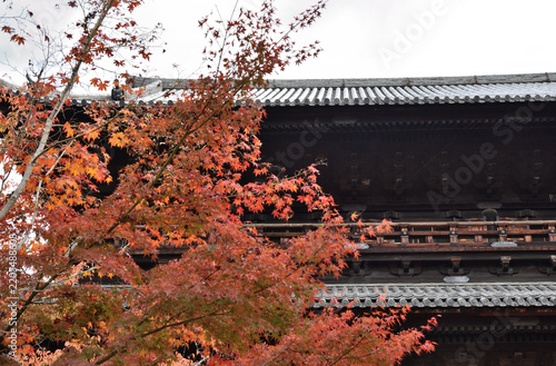 Fototapeta 南禅寺 三門とモミジ
