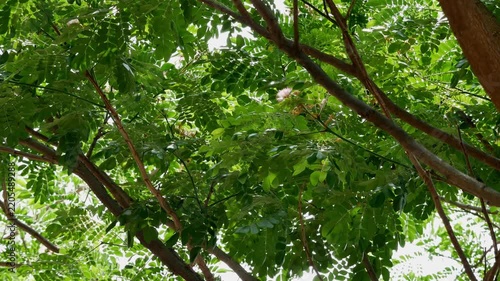 Bottom Up View of Tree Leaves Swaying Gently Against Sky