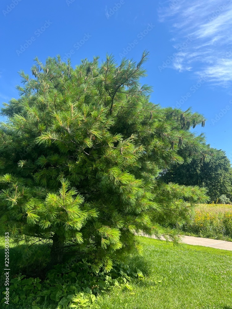 Obraz premium trees in the park