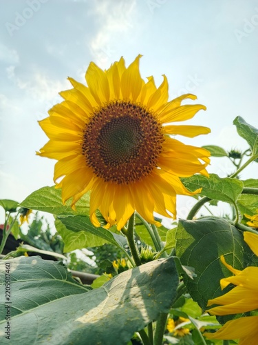 Beautiful yellow sunflower blooming in the garden under bright blue sky