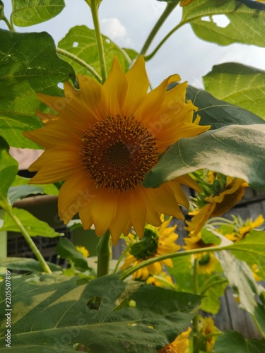 Beautiful blooming sunflower in the garden close up