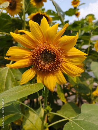 Close-up of a vibrant yellow sunflower blooming in the garden