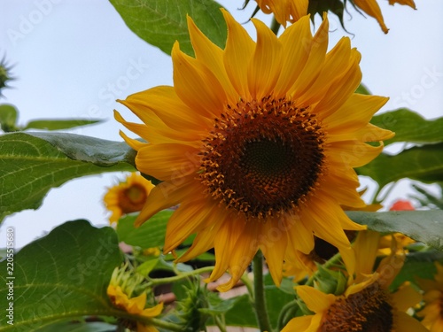 Beautiful blooming sunflower in the garden close up