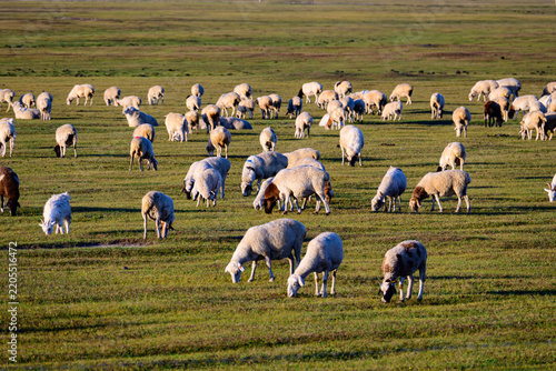 A large sheep flock grazes freely on vast green grassland, soft natural daylight, typical pastoral scenery of Hulunbuir prairie.