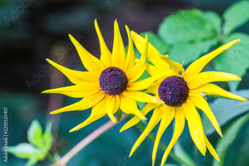 Fotografía A close-up shot of two bright yellow black-eyed susan flowers with dark central disks, surrounded by green foliage in a natural outdoor setting