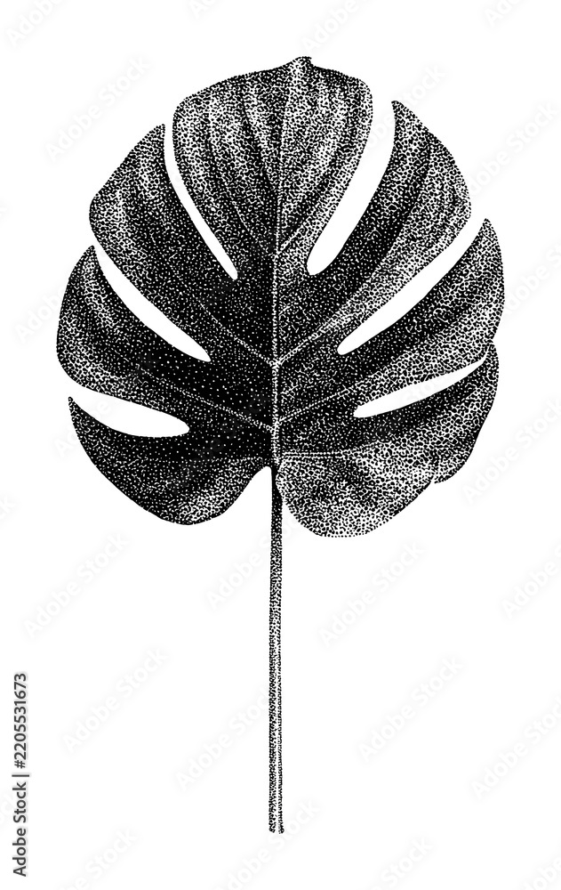 Obraz premium PNG Monstera leaf ink illustration on textured paper