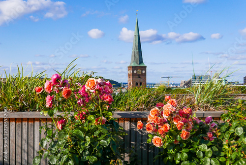 View of the iconic tower and spire of the Aarhus Cathedral located in Aarhus, Denmark, with colorful flowers in the foreground. 
