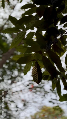Vertical shot of vibrant green leaves swaying gently in the wind. Soft daylight filters through the tree canopy with a beautiful blurred bokeh background. Serene nature concept for mobile.