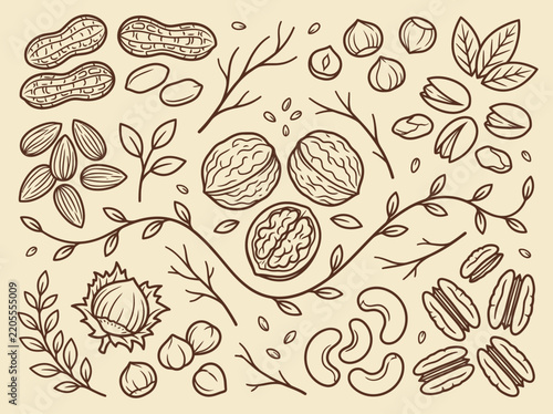 Hand-Drawn Nut Collection: Vintage Style Line Art Illustration of Walnuts, Peanuts, Almonds, Cashews, Hazelnuts, and Pecans with Botanical Elements