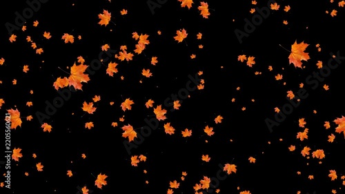 alpha Maple leaves rush across the screen(After Effects production)
