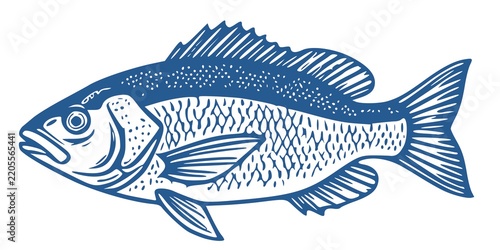 blue vintage engraving style fish illustration (snapper or perch)